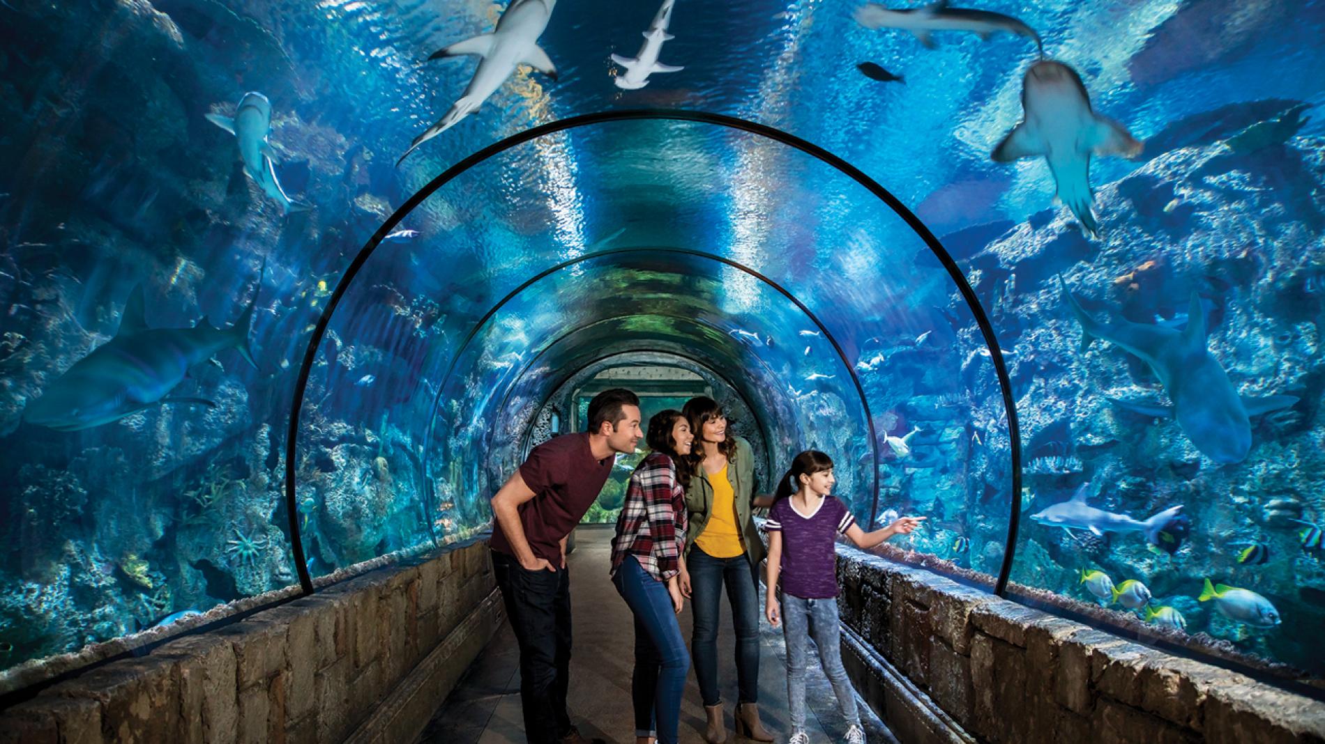 Mandalay Bay Shark Reef